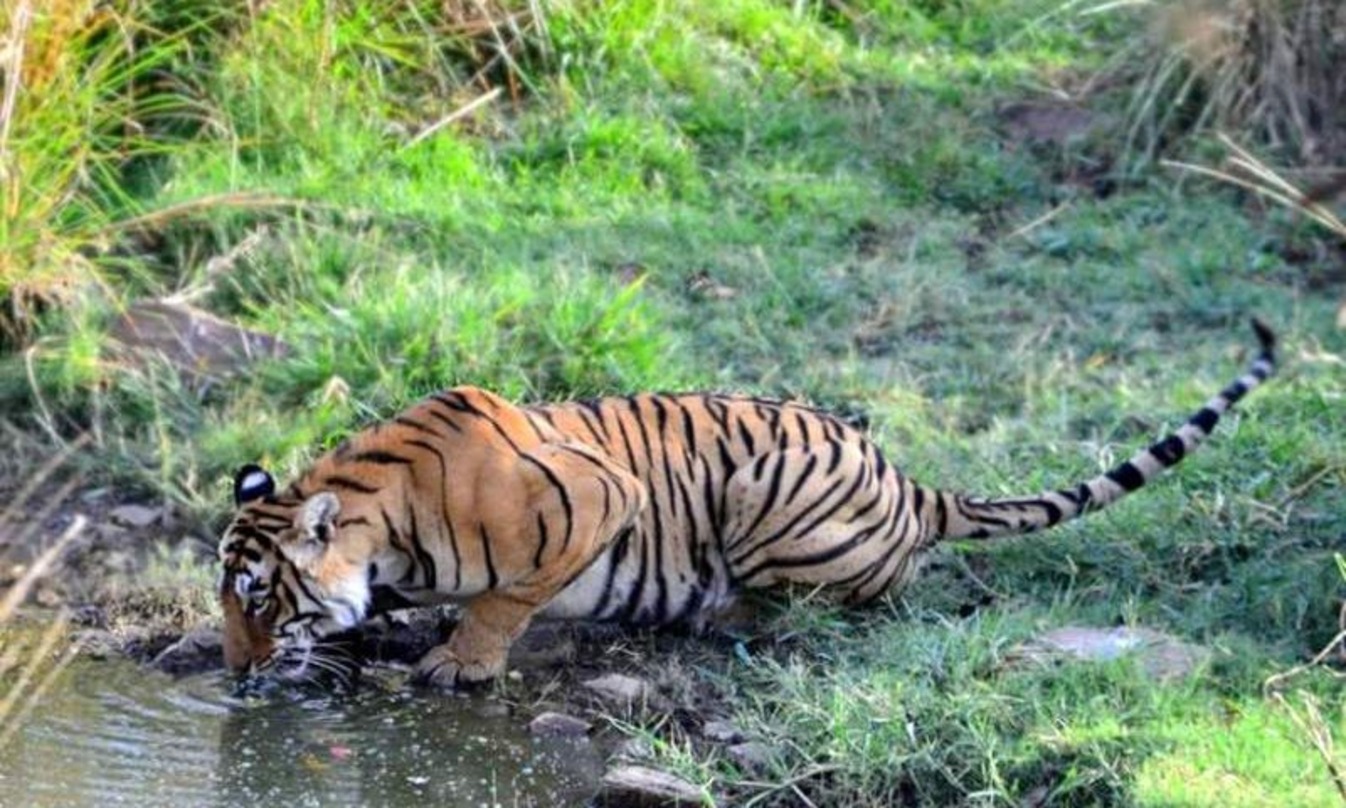 Secure Ranthambore Safari Booking Online For Wild Adventure